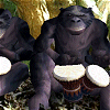 Bonobo's Bongo - Distracţie